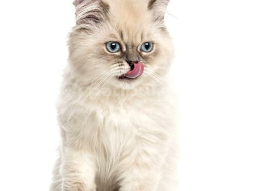 Erkek British Longhair Bluepoint Yavrular-Bursa- görsel