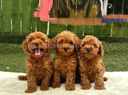 Zi̇yarete Açik Erkek Di̇şi̇ Poodle Bebekler görsel
