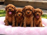 Anatomi̇ Hari̇kasi̇ Erkek Di̇şi̇ Poodle Bebekler