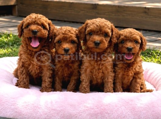 Anatomi̇ Hari̇kasi̇ Erkek Di̇şi̇ Poodle Bebekler görsel