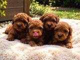 Anatomi̇ Hari̇kasi̇ Erkek Di̇şi̇ Poodle Bebekler