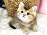 Minnak Blackgolden British Shorthair