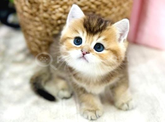 Minnak Blackgolden British Shorthair
