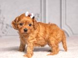 Malti̇poo Ci̇nsi̇ Yavrular Ev Üreti̇mi̇