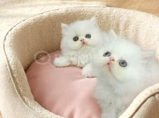 Üst kalite bebek yüzlü persian bebekler