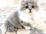 Long kız british bicolor Lilac female