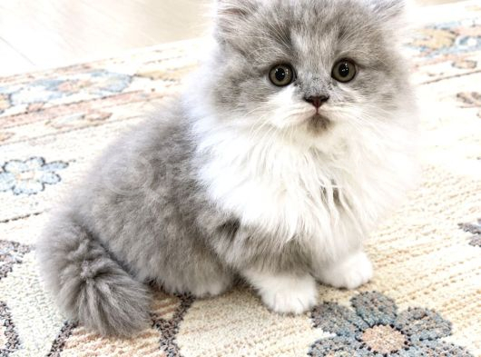 Long kız british bicolor Lilac female