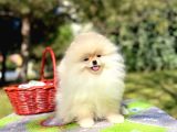 Boo Pomeranian Garantili Yavrular Full Aşılı