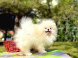 Boo Pomeranian Garantili Yavrular Full Aşılı