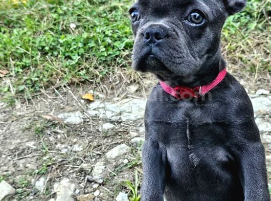A Kalite Yaramaz French görsel