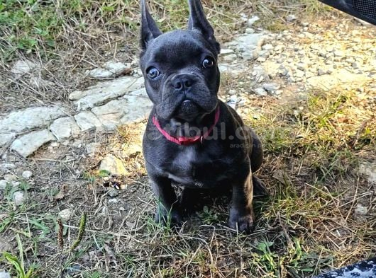 A Kalite Yaramaz French görsel