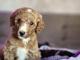 Giant Poodle Yavrular