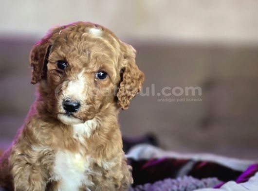 Giant Poodle Yavrular