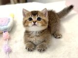 Minnak Blackgolden British Shorthair