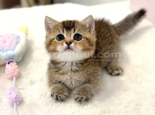 Minnak Blackgolden British Shorthair görsel
