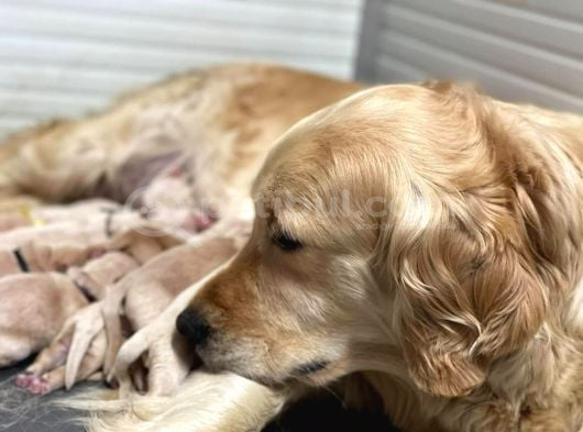 Evraklı Garantilsafkan Baby Face Golden Retriever Yavruları görsel