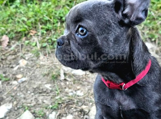 A Kalite Yaramaz French görsel