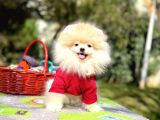 Boo Pomeranian Garantili Yavrular Full Aşılı