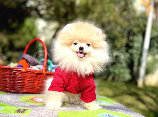 Boo pomeranian Garantili Yavrular Full Aşılı