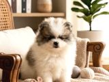 Aşılı Garantili Renk Renk Mini Pomeryan Boo Yavruları