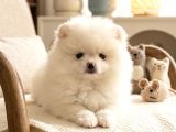 Aşılı Garantili Renk Renk Mini Pomeryan Boo Yavruları
