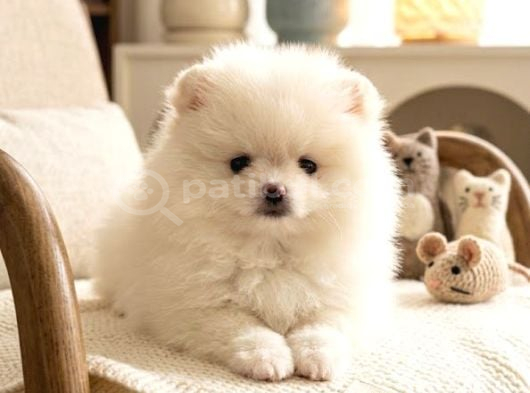 Aşılı Garantili Renk Renk Mini Pomeryan Boo Yavruları görsel