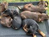 Safkan Dev King Europe Doberman Yavruları Hazır
