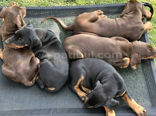 Safkan Dev King Europe Doberman Yavruları Hazır görsel