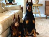 Safkan Dev King Europe Doberman Yavruları Hazır