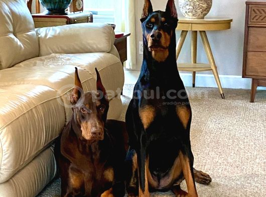 Safkan Dev King Europe Doberman Yavruları Hazır görsel