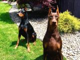 Safkan Dev King Europe Doberman Yavruları Hazır
