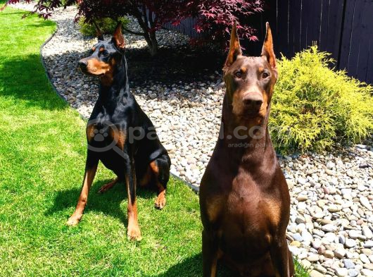 Safkan Dev King Europe Doberman Yavruları Hazır görsel