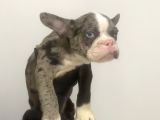 French Bulldog Merle Yavrular