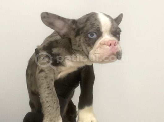 French Bulldog Merle Yavrular