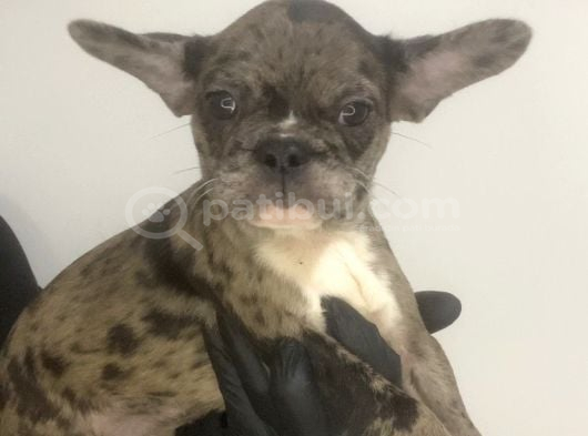 French Bulldog Merle Yavrular görsel