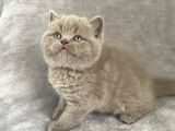 Aaa Kali̇te Lilac Di̇şi̇ Bebeği̇m