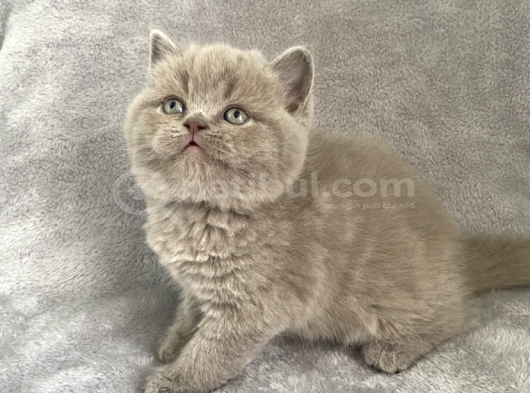 Aaa Kali̇te Lilac Di̇şi̇ Bebeği̇m görsel