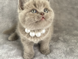 Aaa Kali̇te Lilac Di̇şi̇ Bebeği̇m