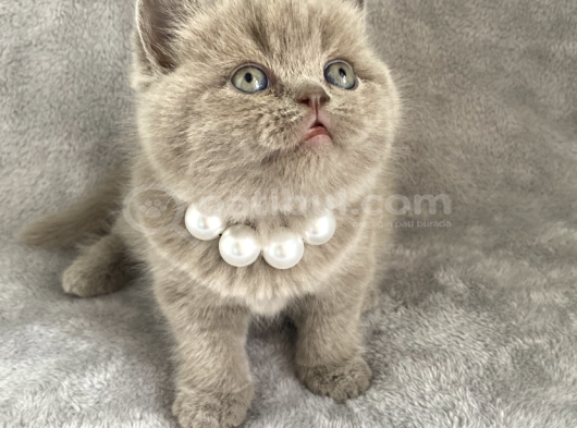 Aaa Kali̇te Lilac Di̇şi̇ Bebeği̇m görsel