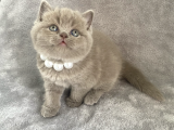 Aaa Kali̇te Lilac Di̇şi̇ Bebeği̇m