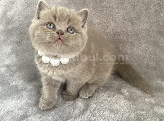 Aaa Kali̇te Lilac Di̇şi̇ Bebeği̇m