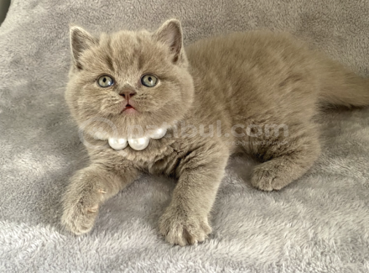 Aaa Kali̇te Lilac Di̇şi̇ Bebeği̇m görsel