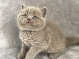 Aaa Kali̇te Lilac Di̇şi̇ Bebeği̇m