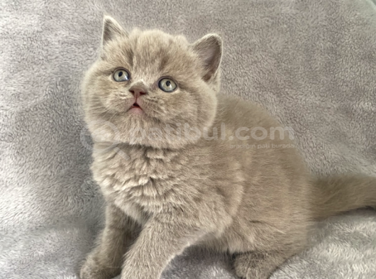 Aaa Kali̇te Lilac Di̇şi̇ Bebeği̇m görsel