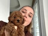 Dişi Ve Erkek Toy Poodle Yavrular