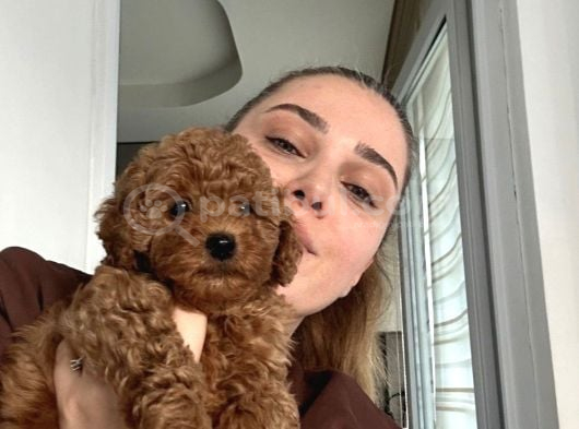 Dişi ve erkek toy poodle yavrular