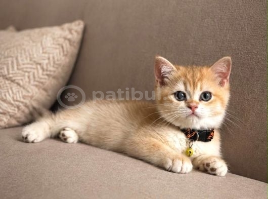 Portakal Rengi British Short Hair Golden Bebekler görsel