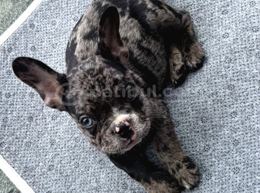 A Kalite Yaramaz French görsel