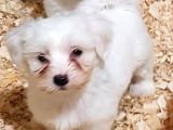Muhteşem Maltese Terrier Yavrularımız