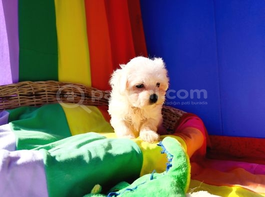Muhteşem Maltese Terrier Yavrularımız görsel